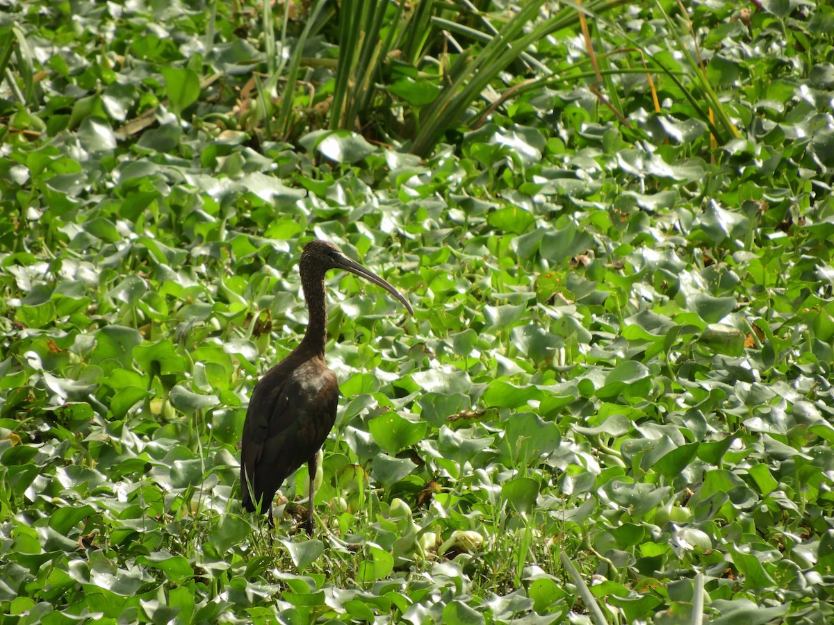 ibis hnědý - ML66528081