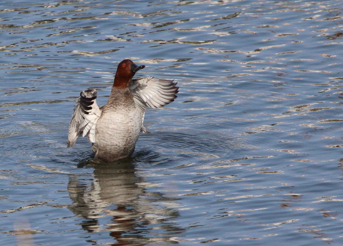 Common Pochard - Pedro Beja