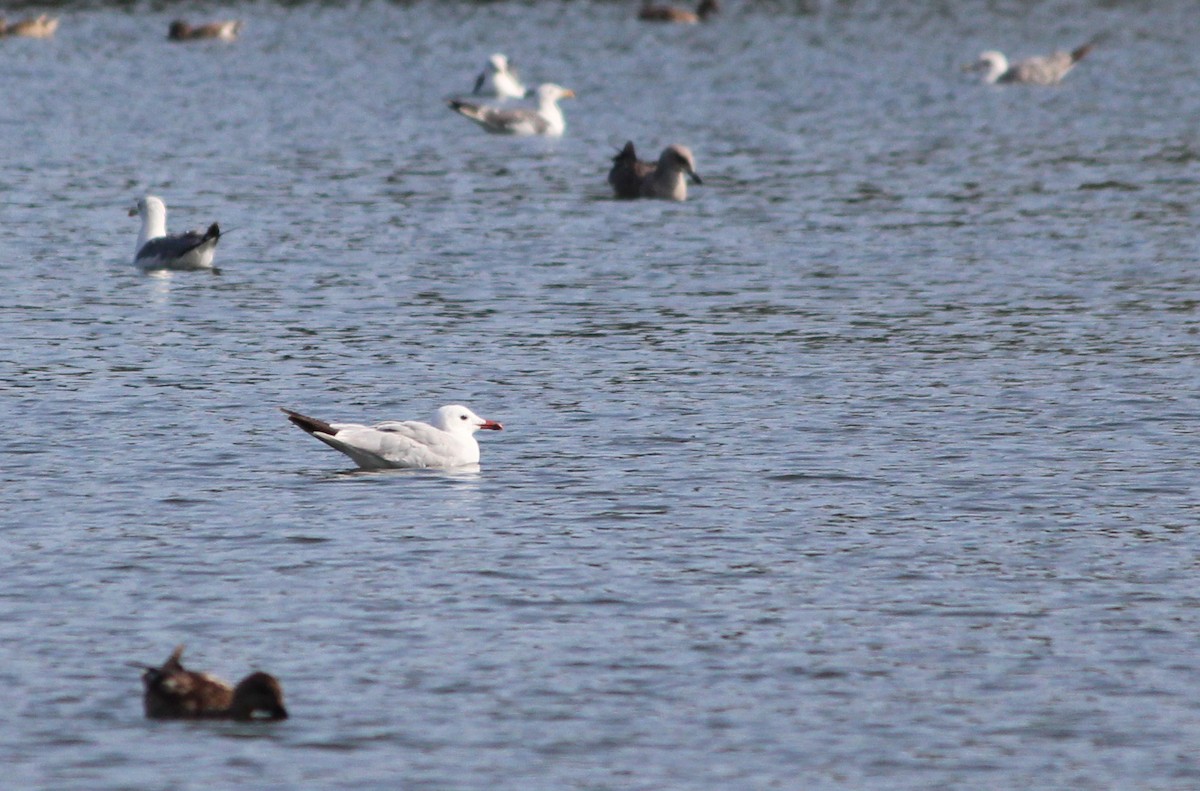 Audouin's Gull - Pedro Beja