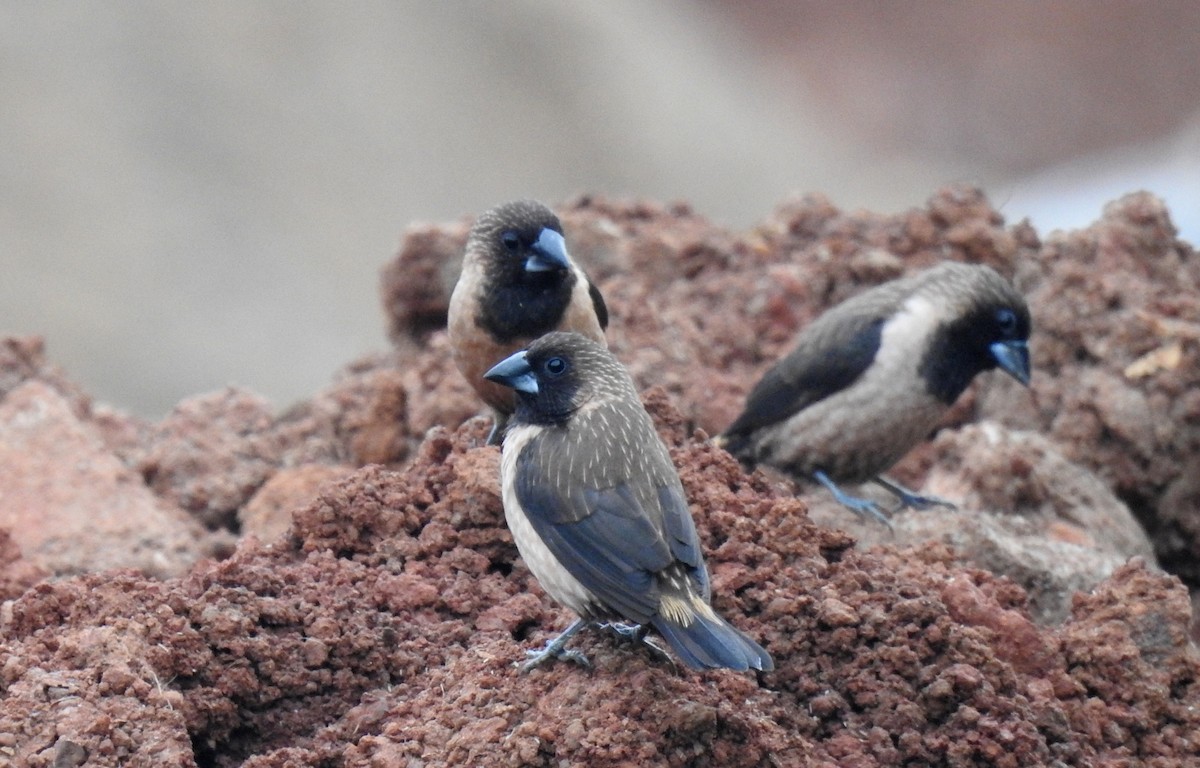 Black-throated Munia - ML66529221