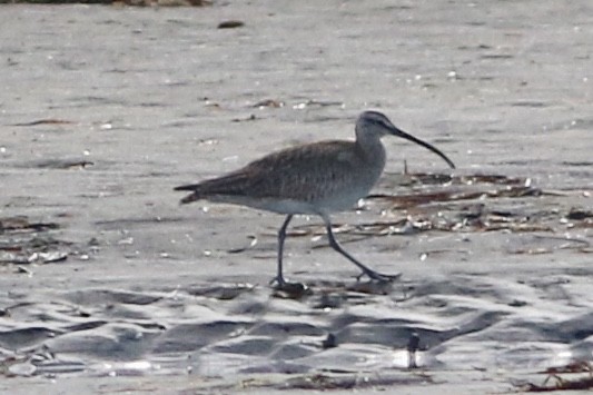 Whimbrel - ML66529311