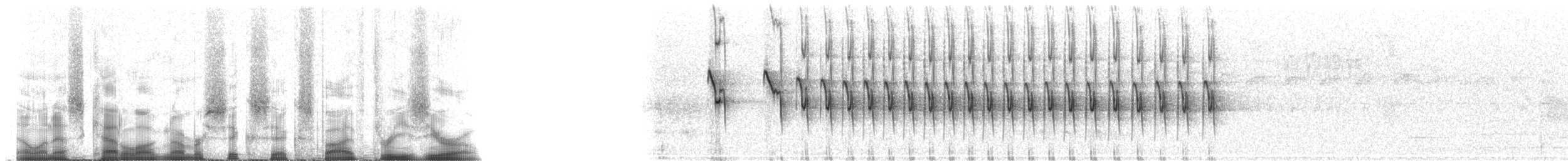 Tyran sociable (groupe similis) - ML66530