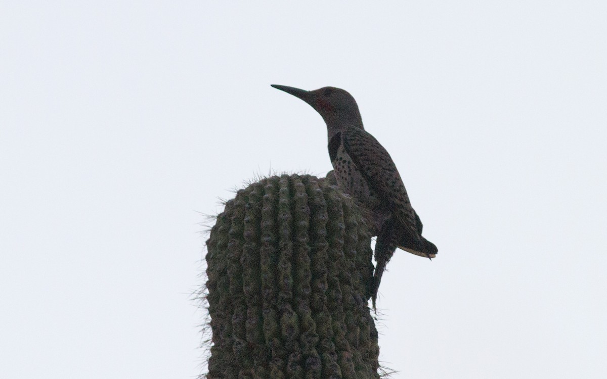 Carpintero Californiano - ML66530441