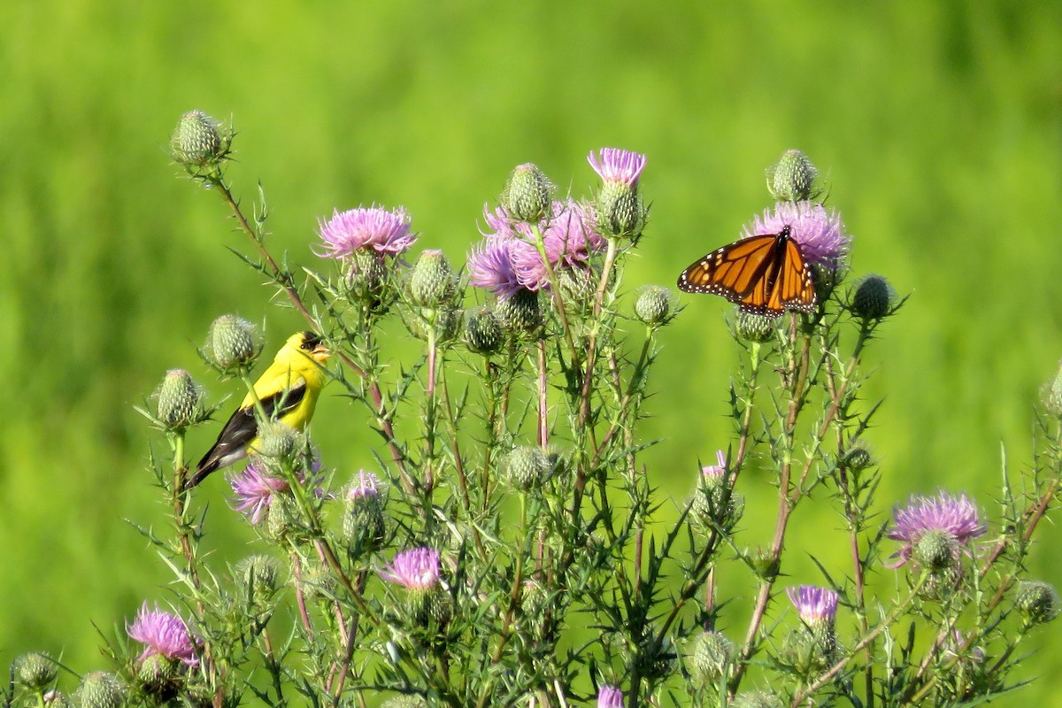 American Goldfinch - Chas Argent