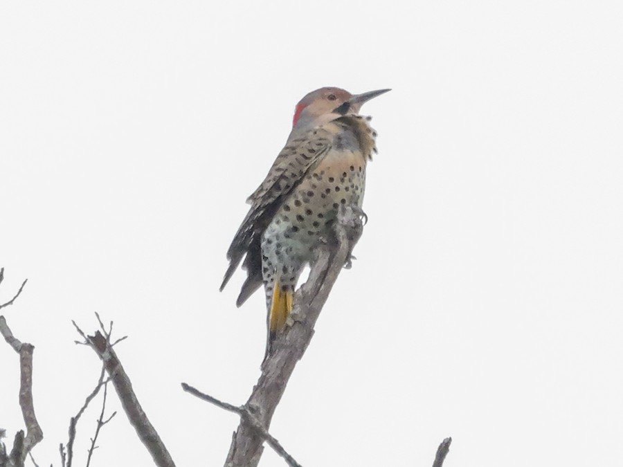 Northern Flicker (Yellow-shafted) - Roger Horn