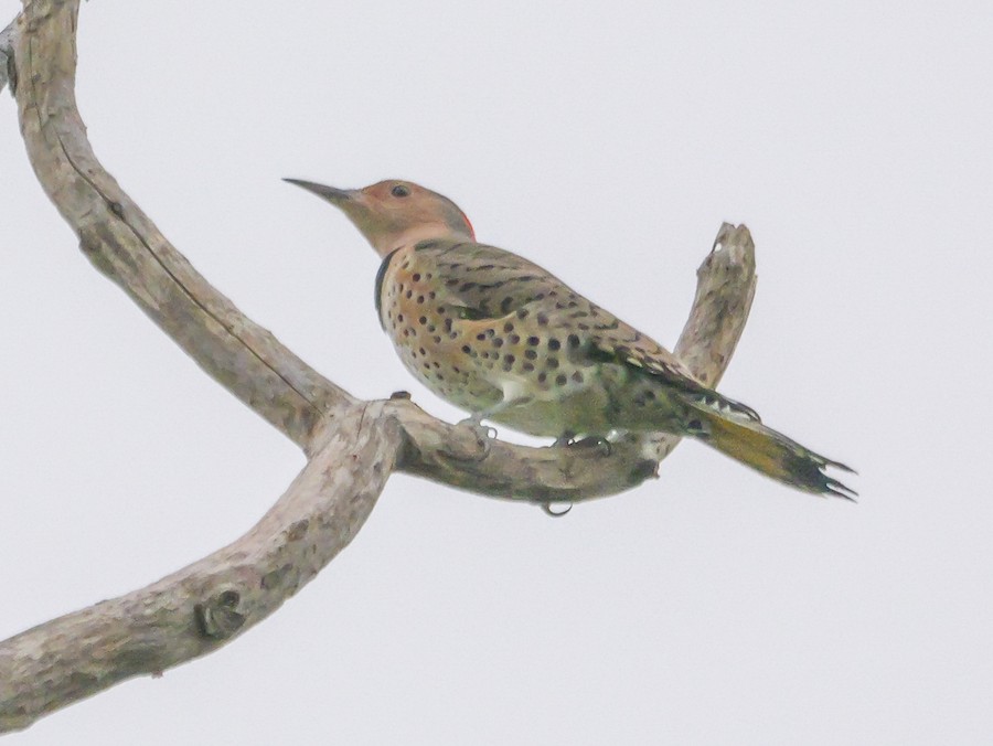 Northern Flicker (Yellow-shafted) - Roger Horn