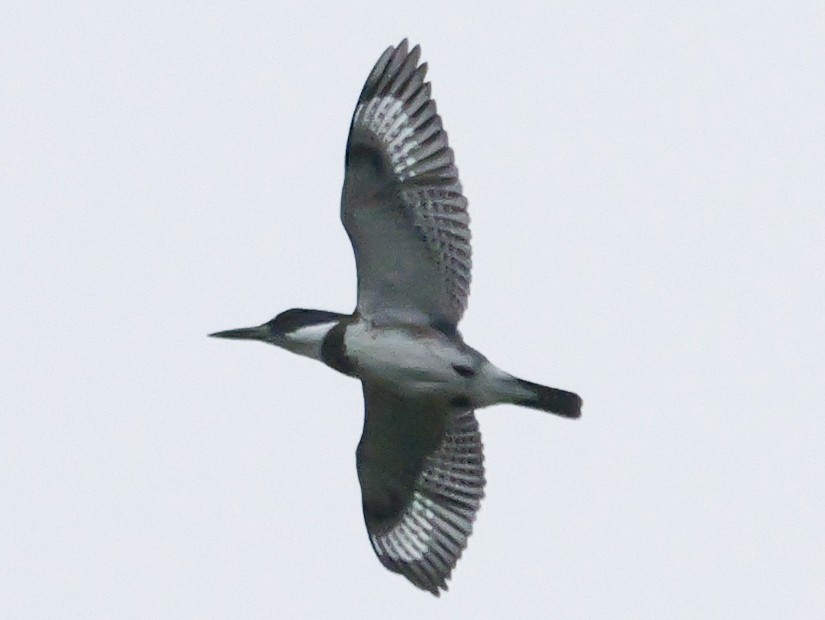 Belted Kingfisher - Roger Horn