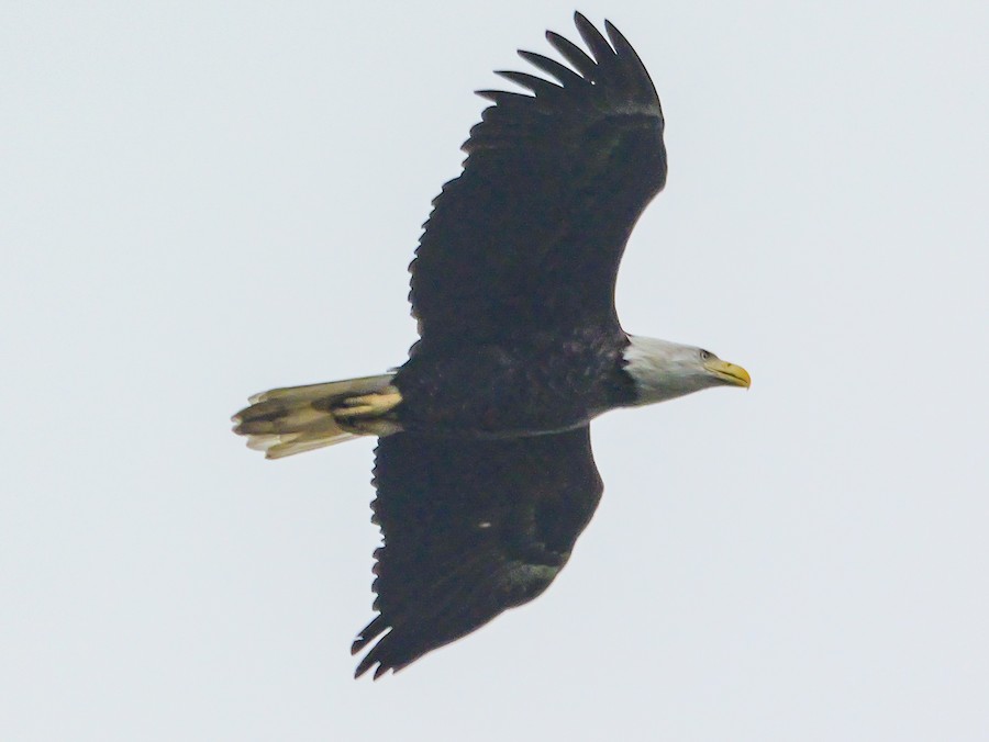 Bald Eagle - Roger Horn