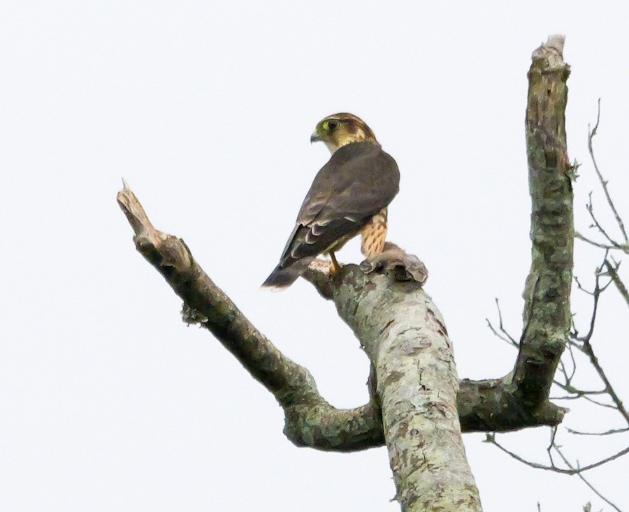 Merlin - Roger Horn