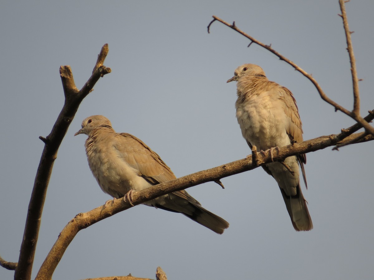 Eurasian Collared-Dove - ML66532201