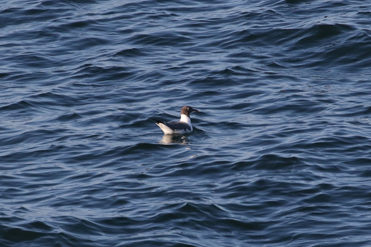 Laughing Gull - ML66532641