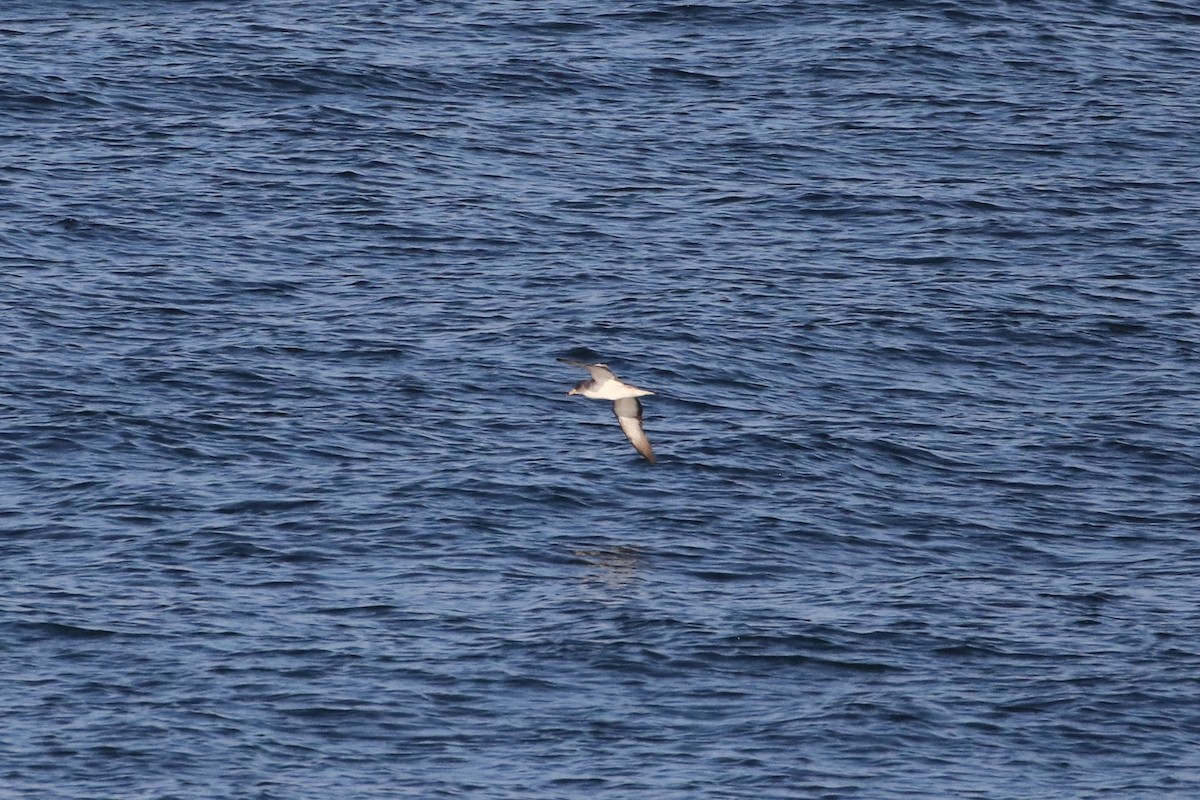 Cory's Shearwater - ML66532781