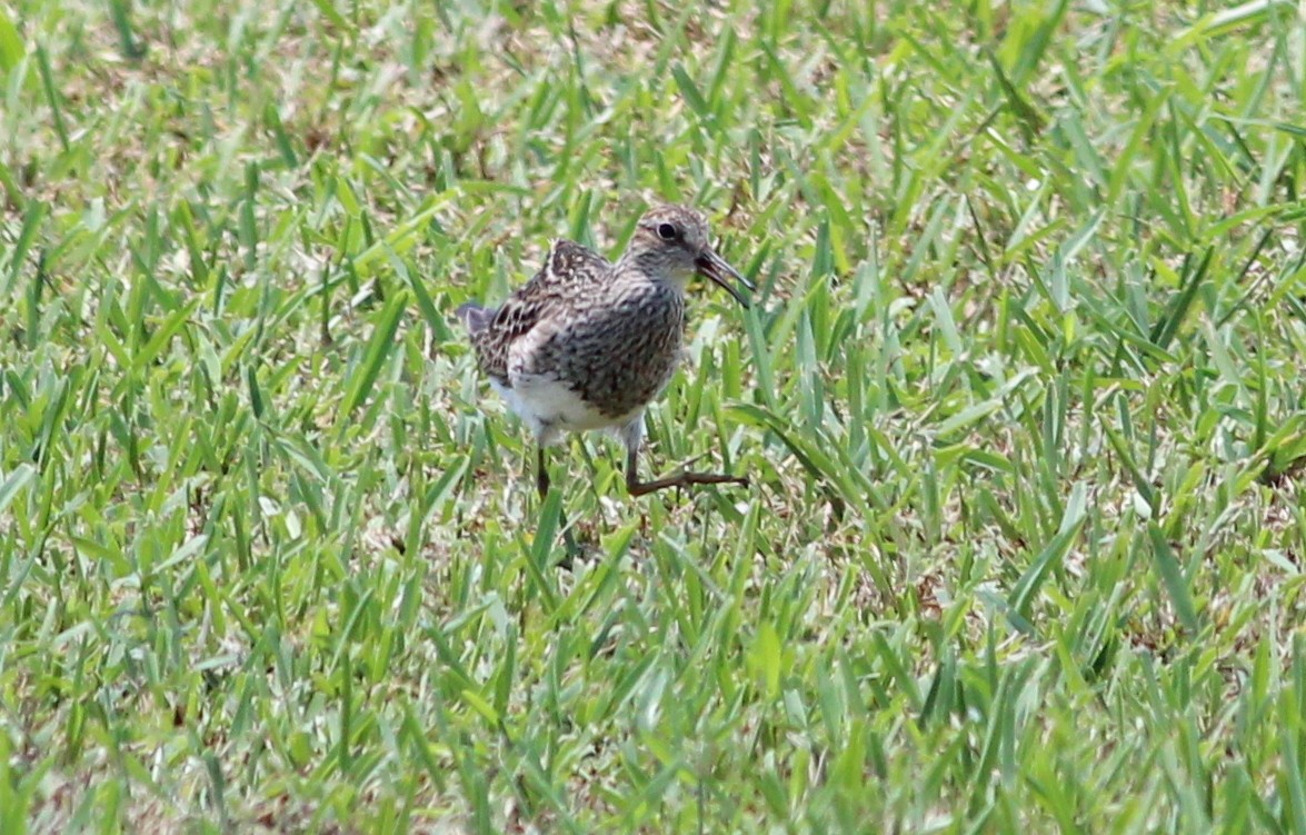 Pectoral Sandpiper - Gary Leavens