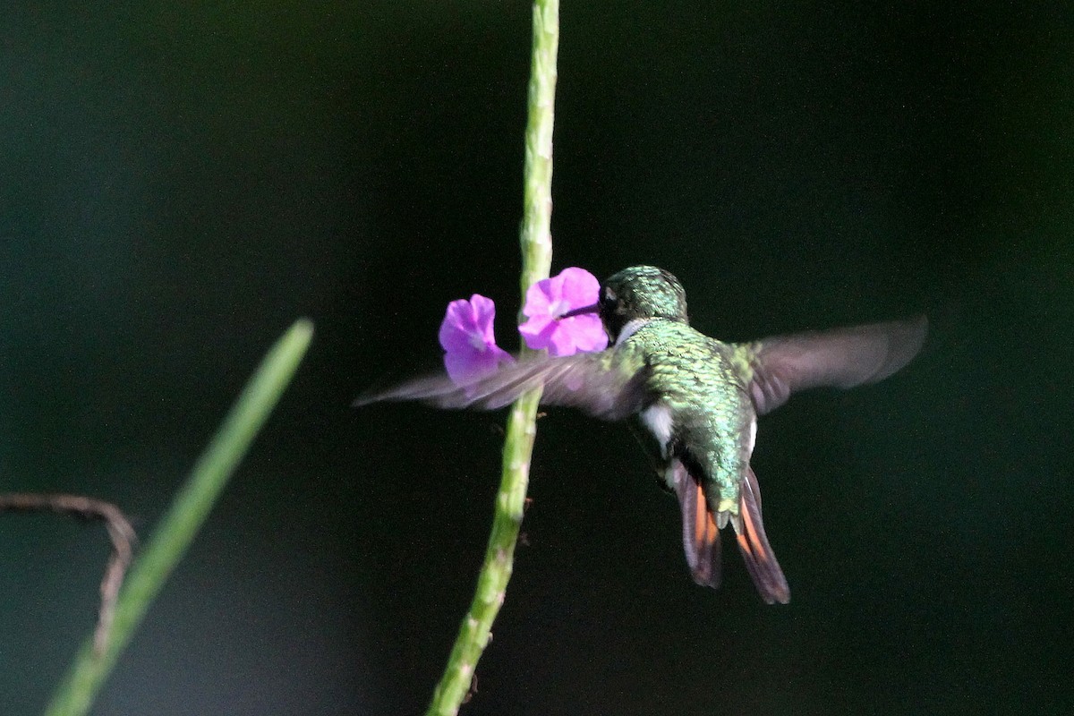 Rufous-shafted Woodstar - Stephen Gast