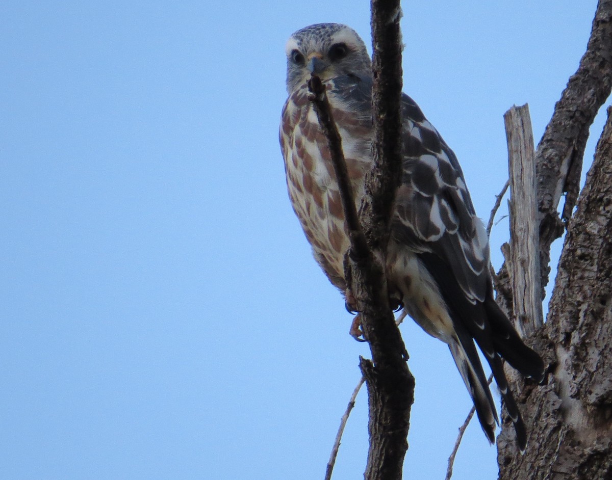 Mississippi Kite - ML66535001