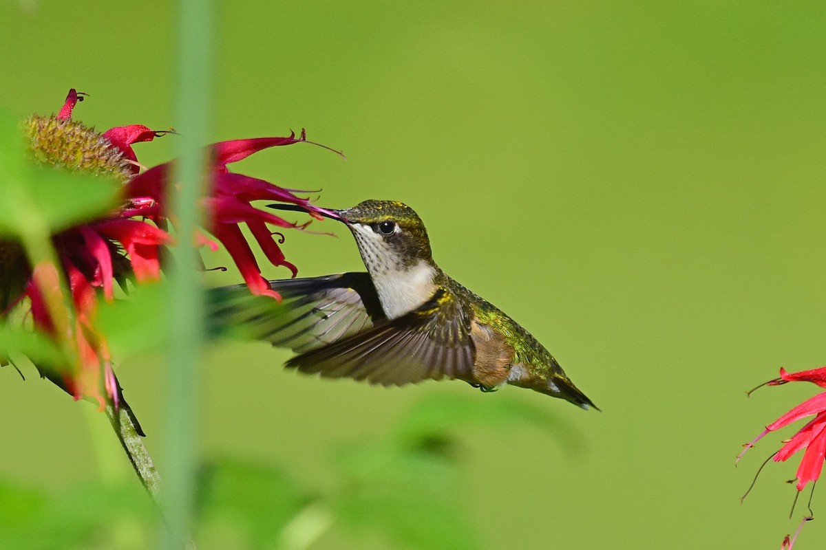 Ruby-throated Hummingbird - Joel Trick