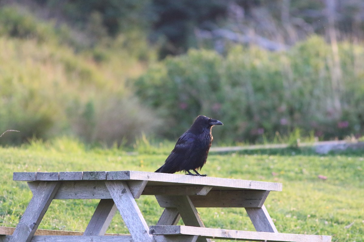 Common Raven - ML66536231