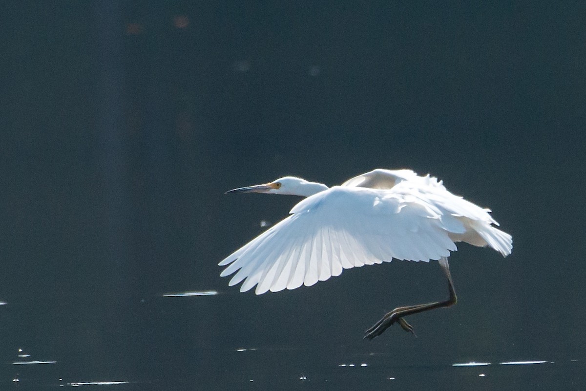 Snowy Egret - ML66536261