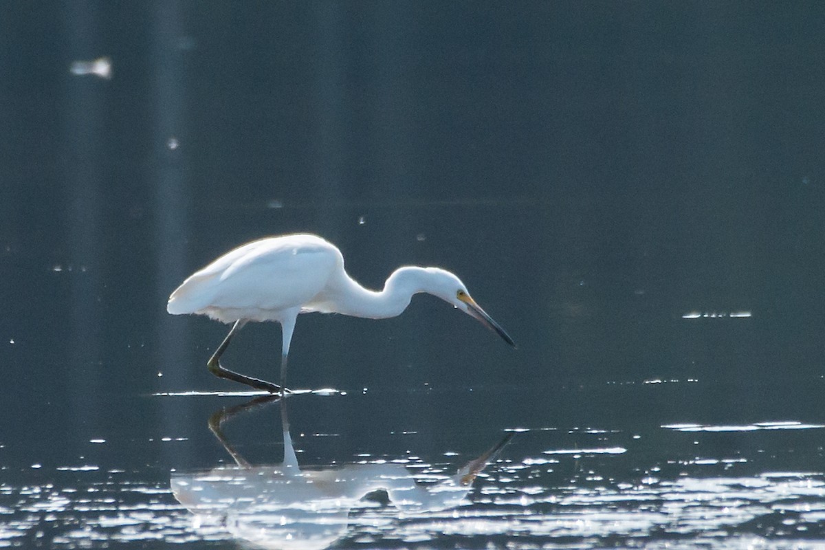 Snowy Egret - ML66536271