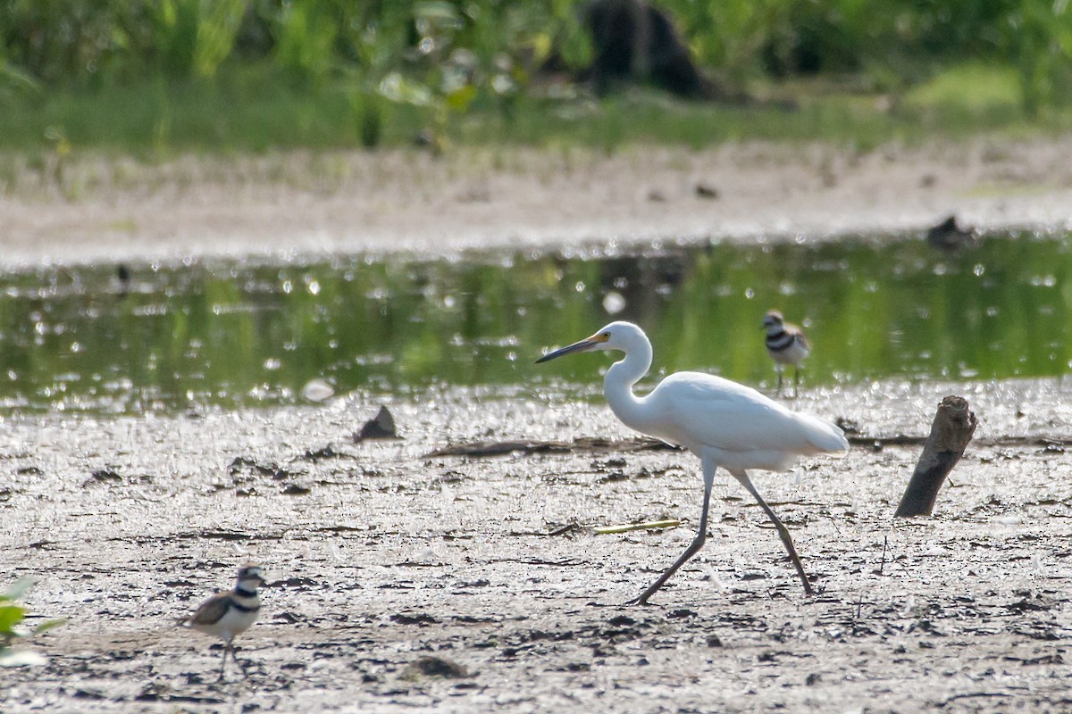 Snowy Egret - ML66536281