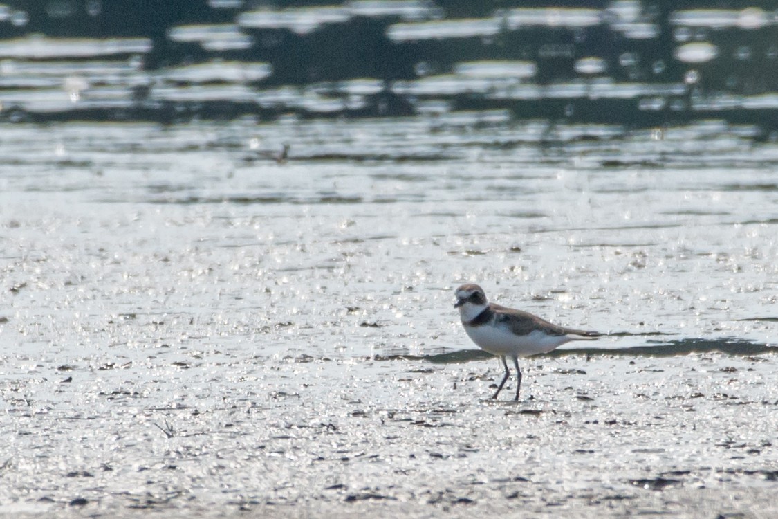 Semipalmated Plover - ML66536321
