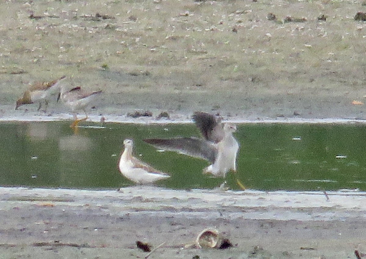 Wilson's Phalarope - Jennifer Wenzel