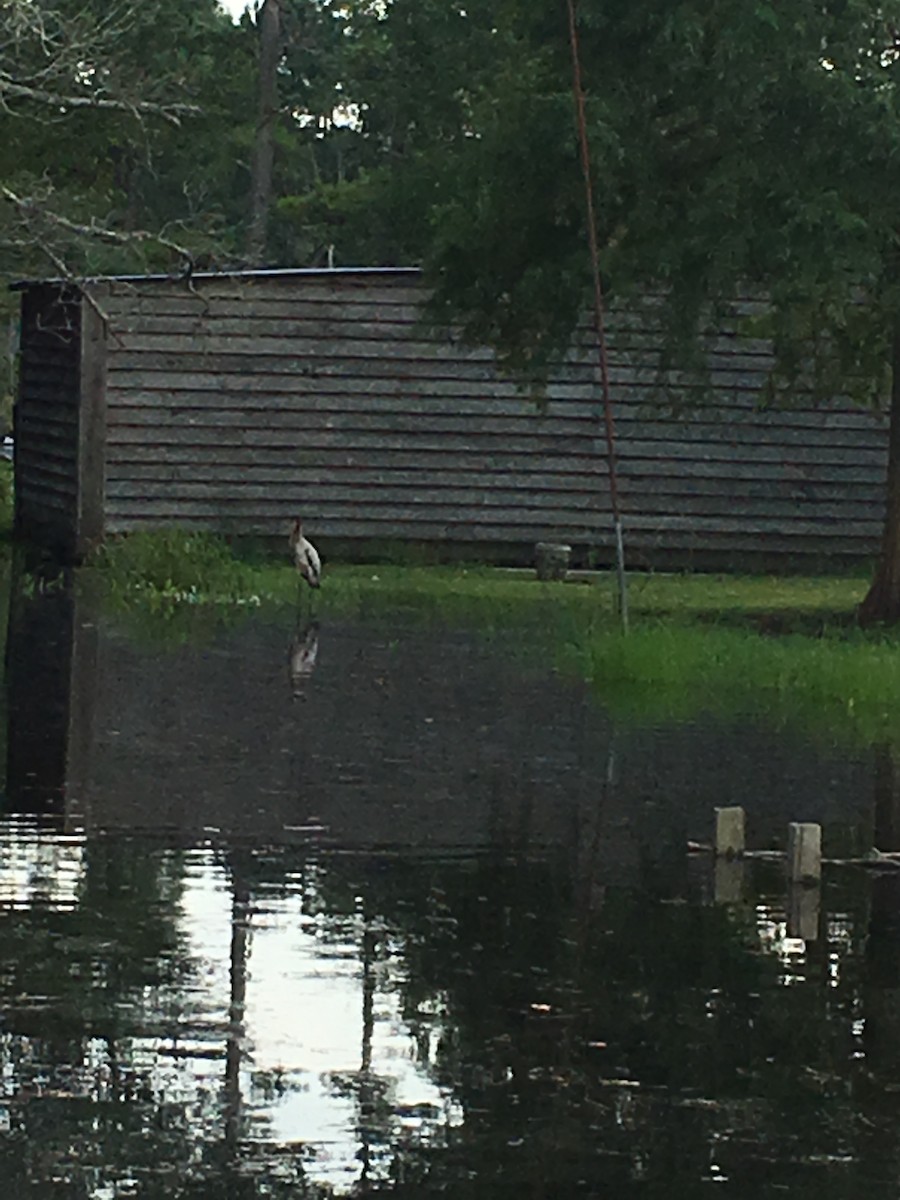 Wood Stork - L. Kelly