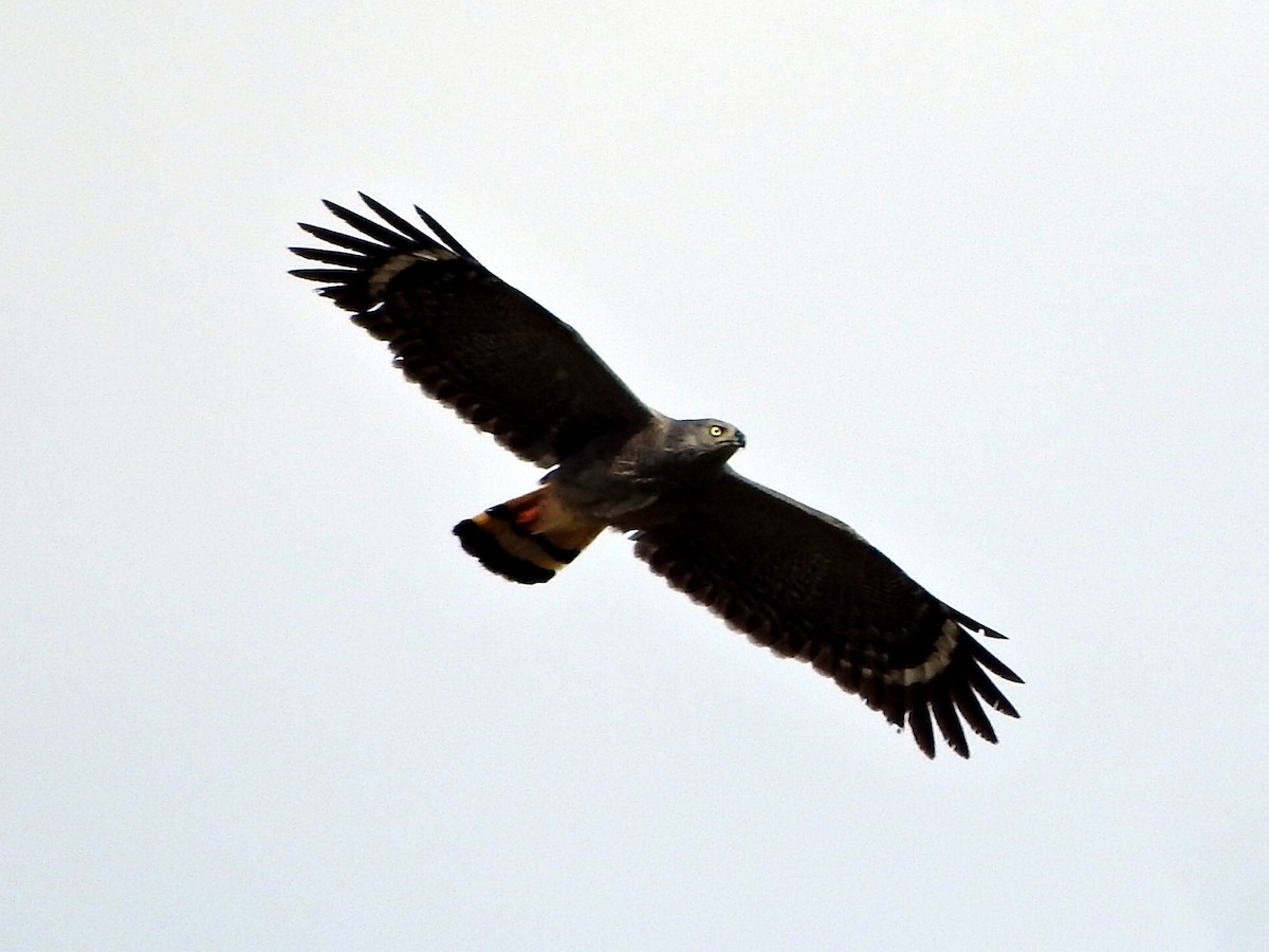 Crane Hawk - Juliano Gomes