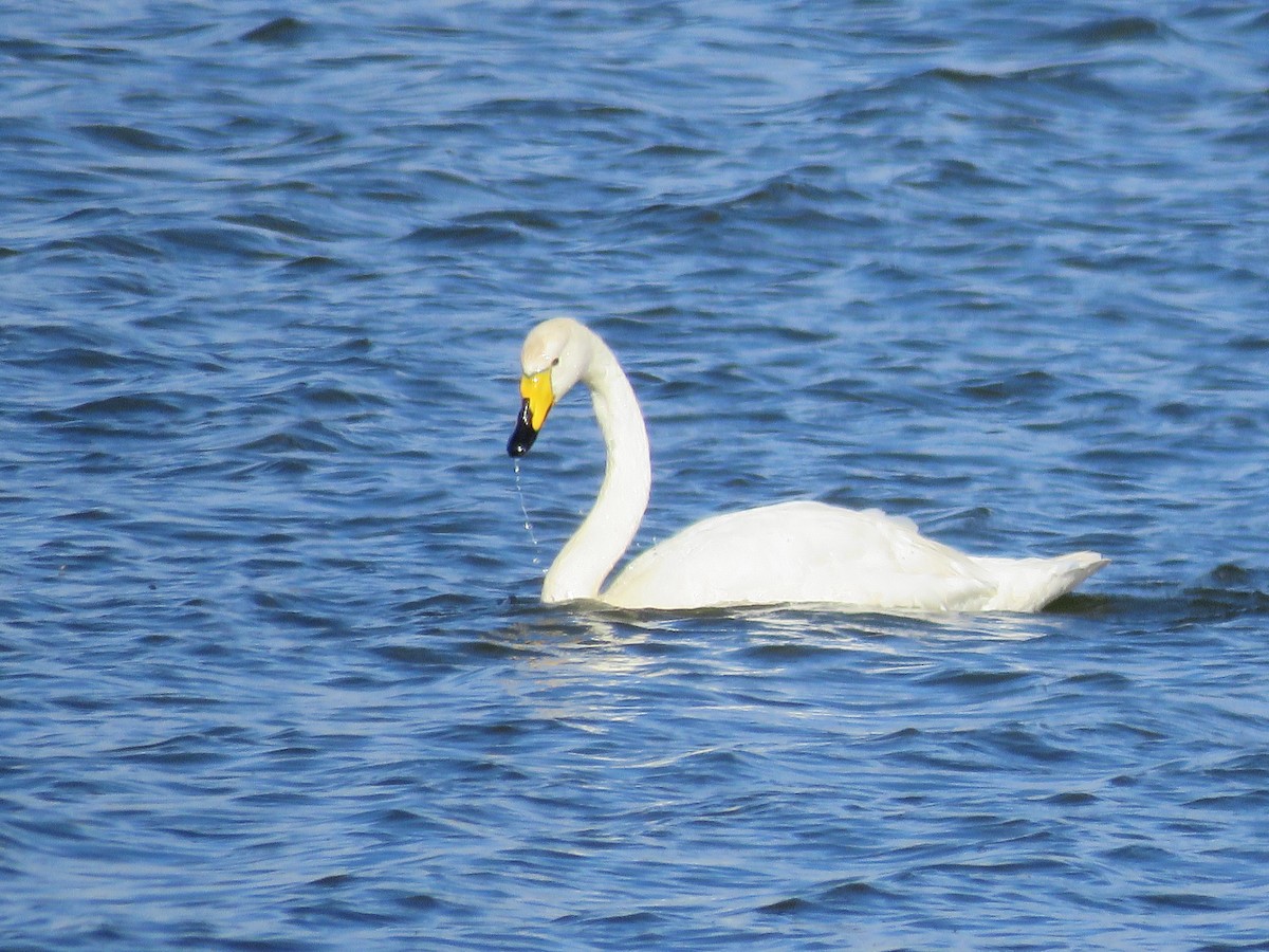 Whooper Swan - ML66543371