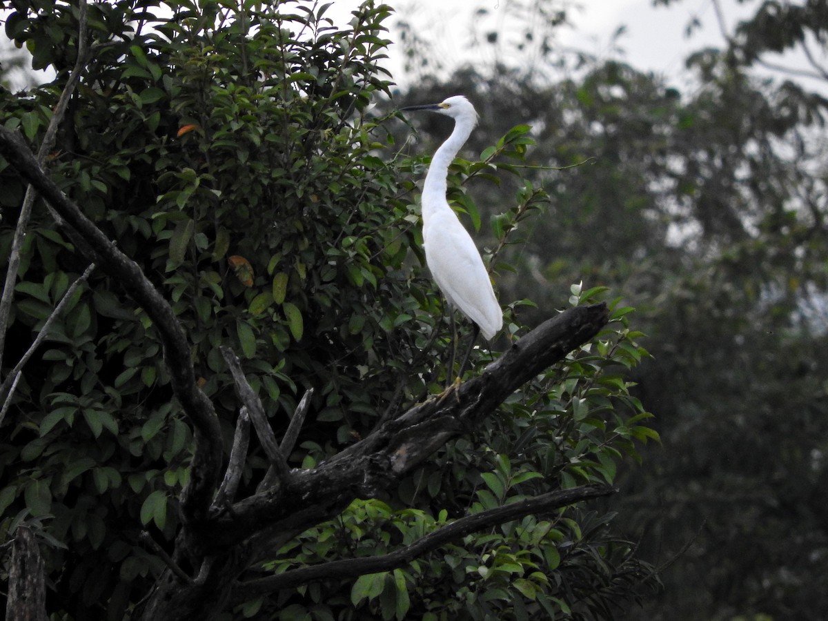 Snowy Egret - Juliano Gomes