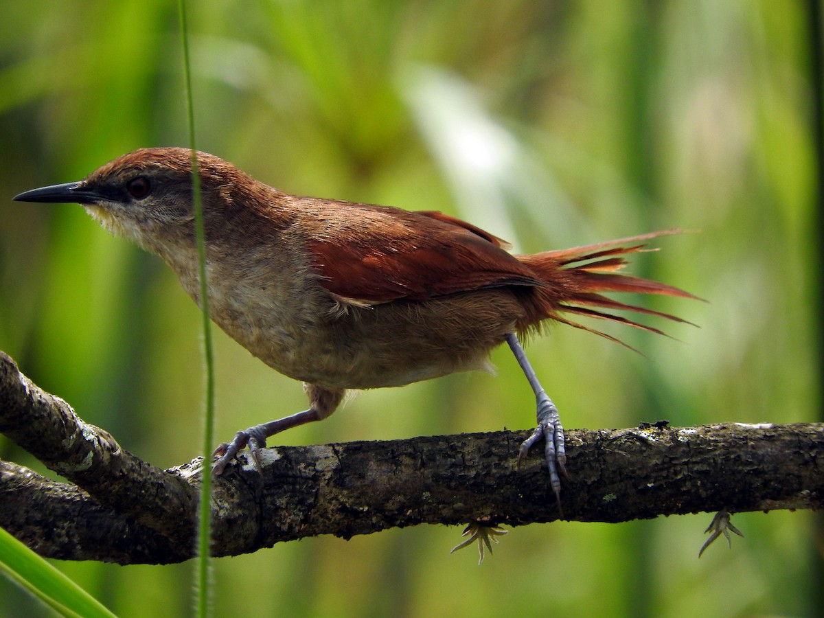 Yellow-chinned Spinetail - ML66544301