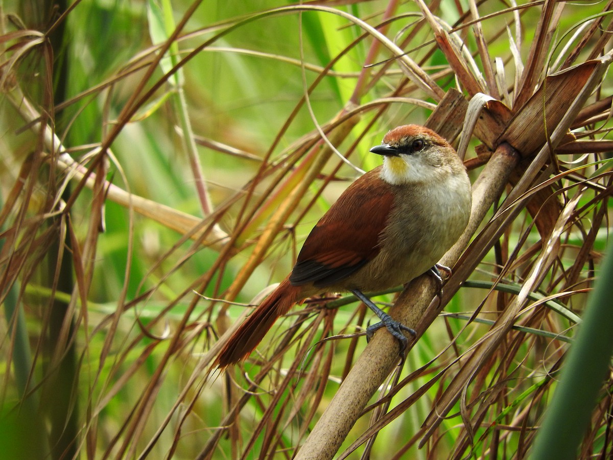 Yellow-chinned Spinetail - ML66544371