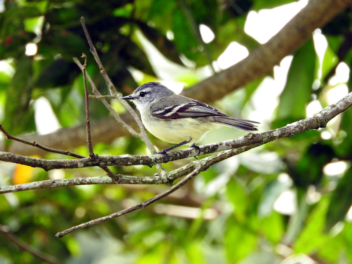 White-crested Tyrannulet (Sulphur-bellied) - Juliano Gomes