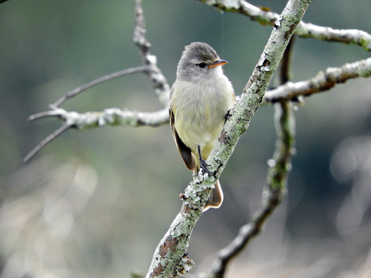 Southern Beardless-Tyrannulet - Juliano Gomes