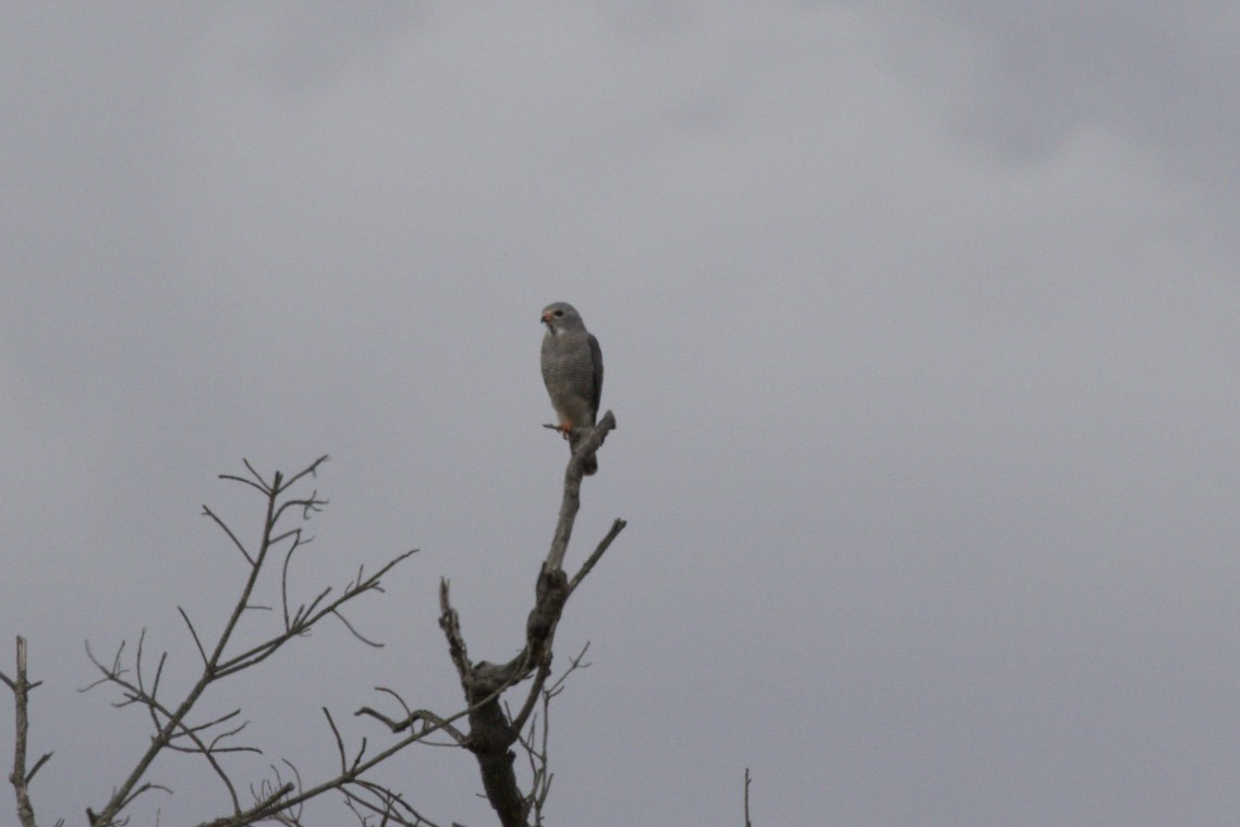 Lizard Buzzard - ML66544761
