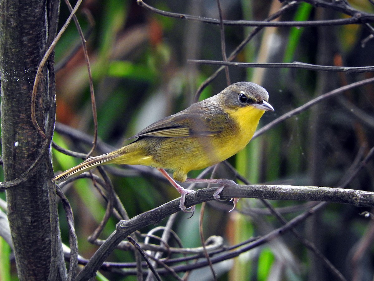 Paruline voilée - ML66544941