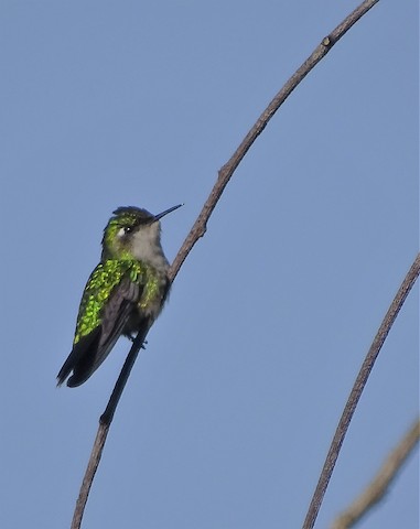 emerald  chinned hummingbird