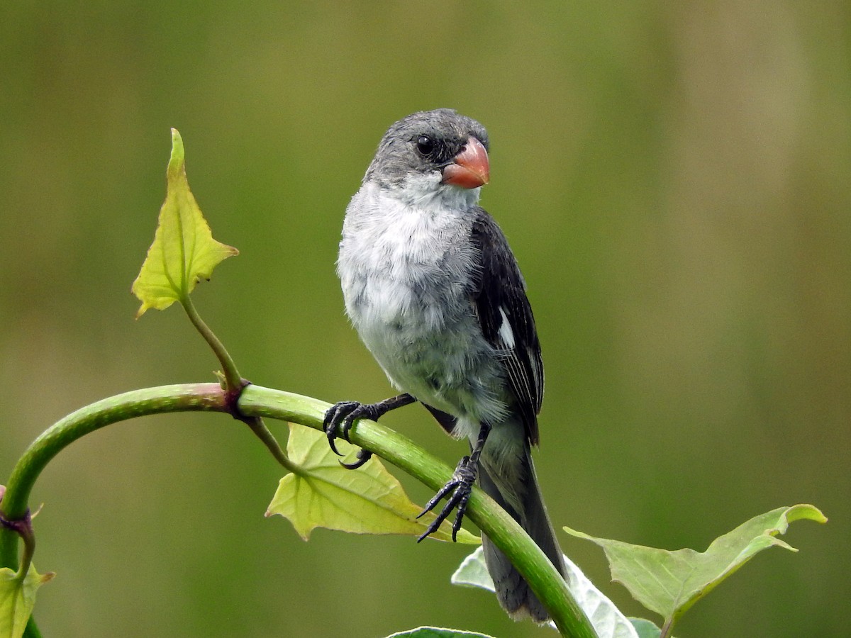 White-bellied Seedeater - Juliano Gomes