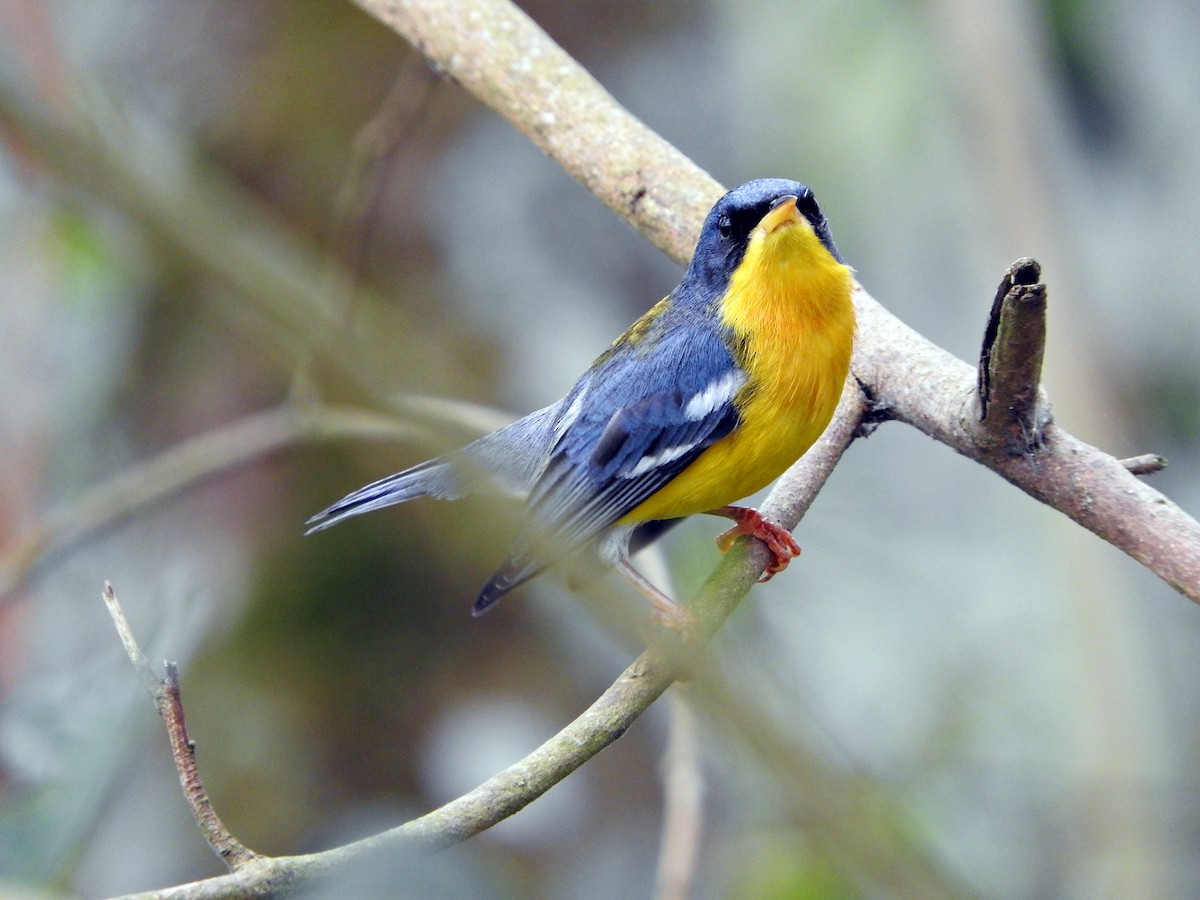 Tropical Parula - Juliano Gomes