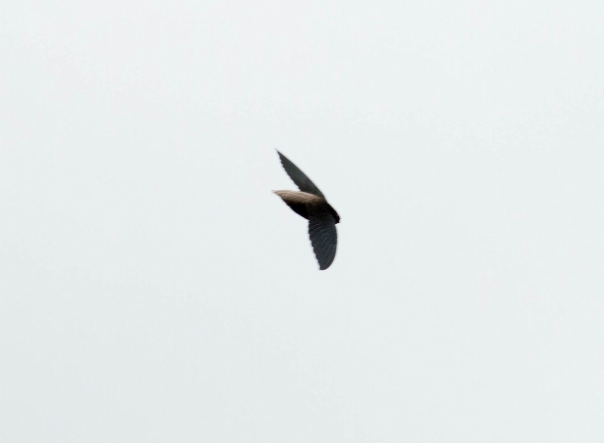 Short-tailed Swift - ML66546761