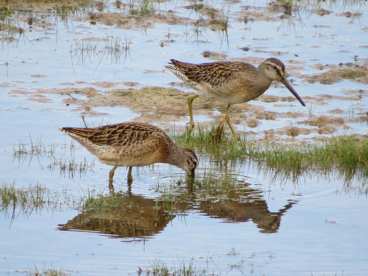 Short-billed Dowitcher - Steve Hosmer