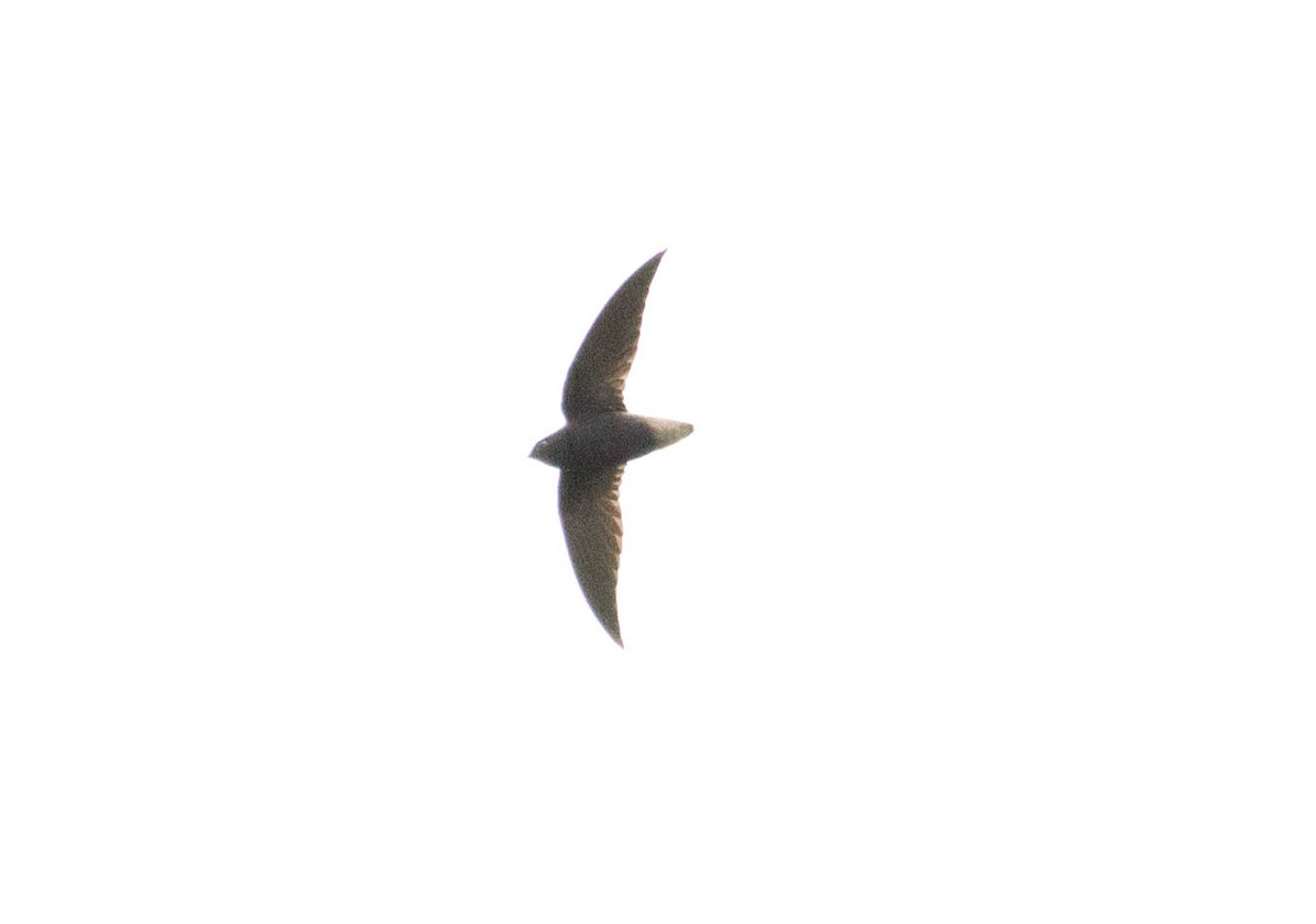 Short-tailed Swift - ML66547841