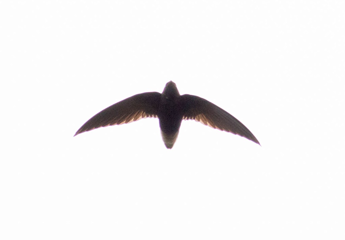 Short-tailed Swift - ML66547851