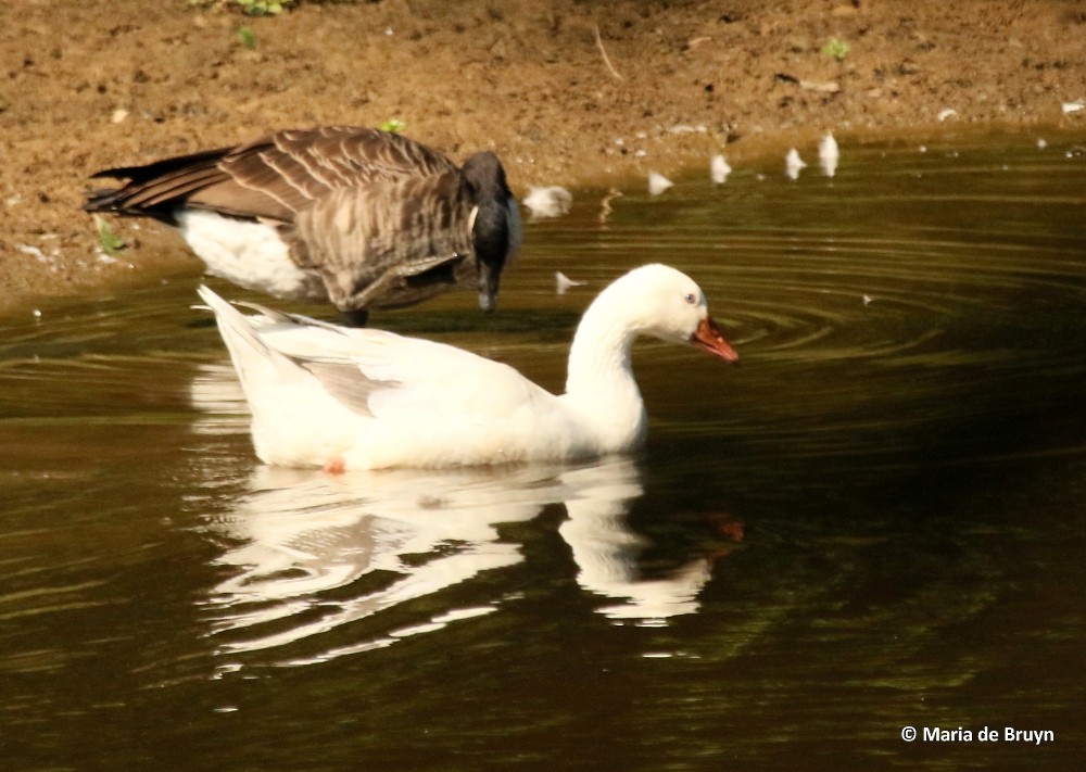 Domestic goose sp. (Domestic type) - ML66547911