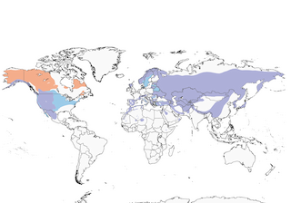 Distribution of the Golden Eagle - Range Map