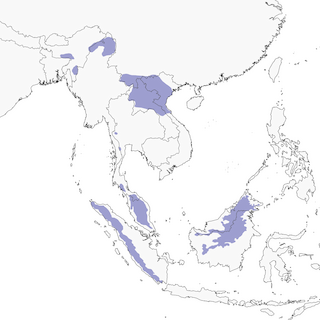 Distribution of the White-tailed Flycatcher - Range Map