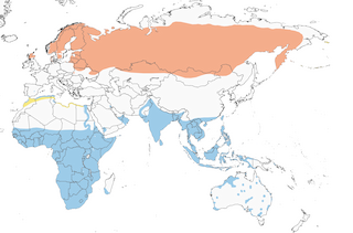 Distribution of the Wood Sandpiper - Range Map