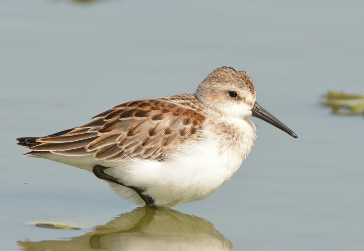 Western Sandpiper - Christopher Clark