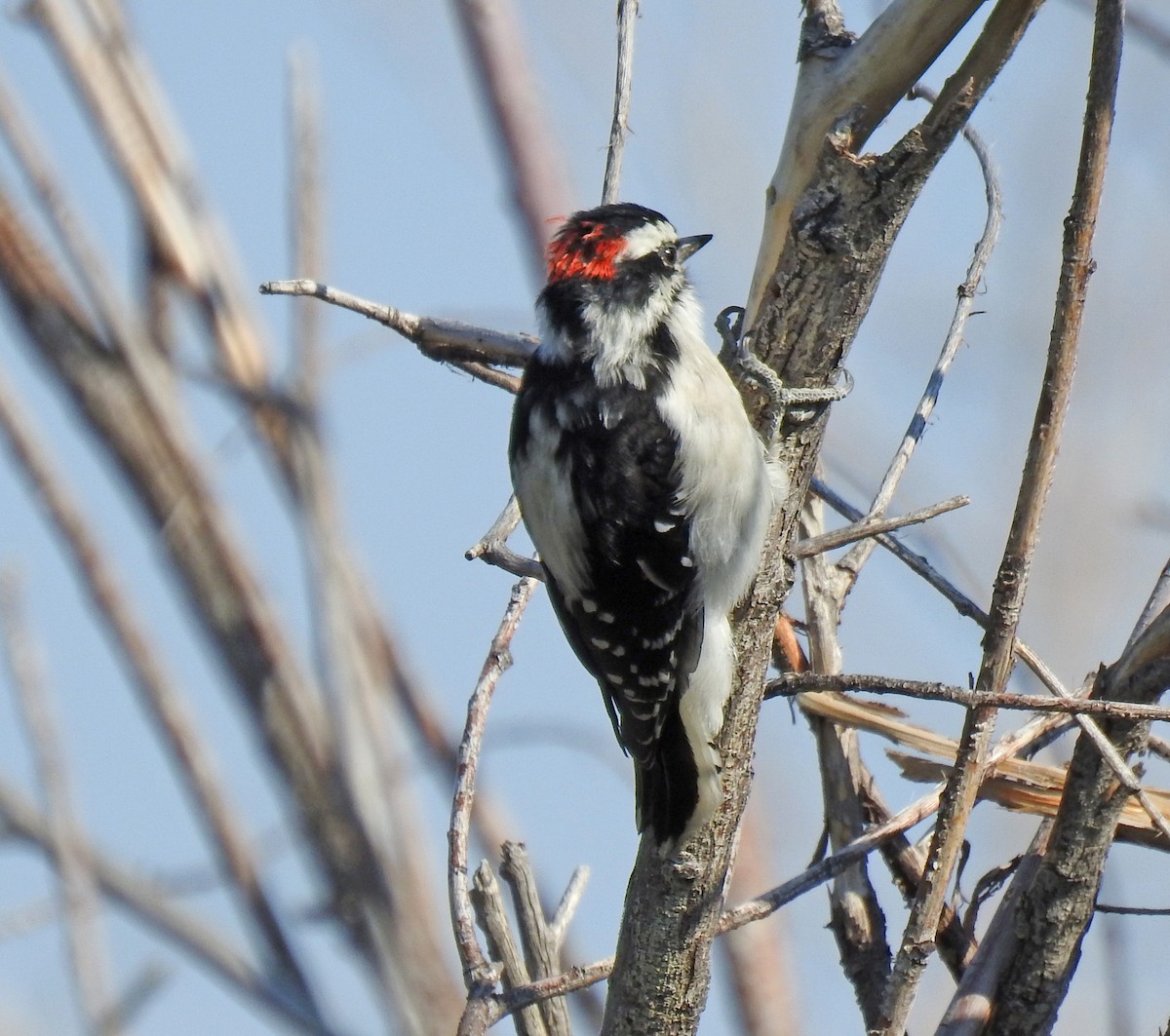 Downy Woodpecker - ML66550471