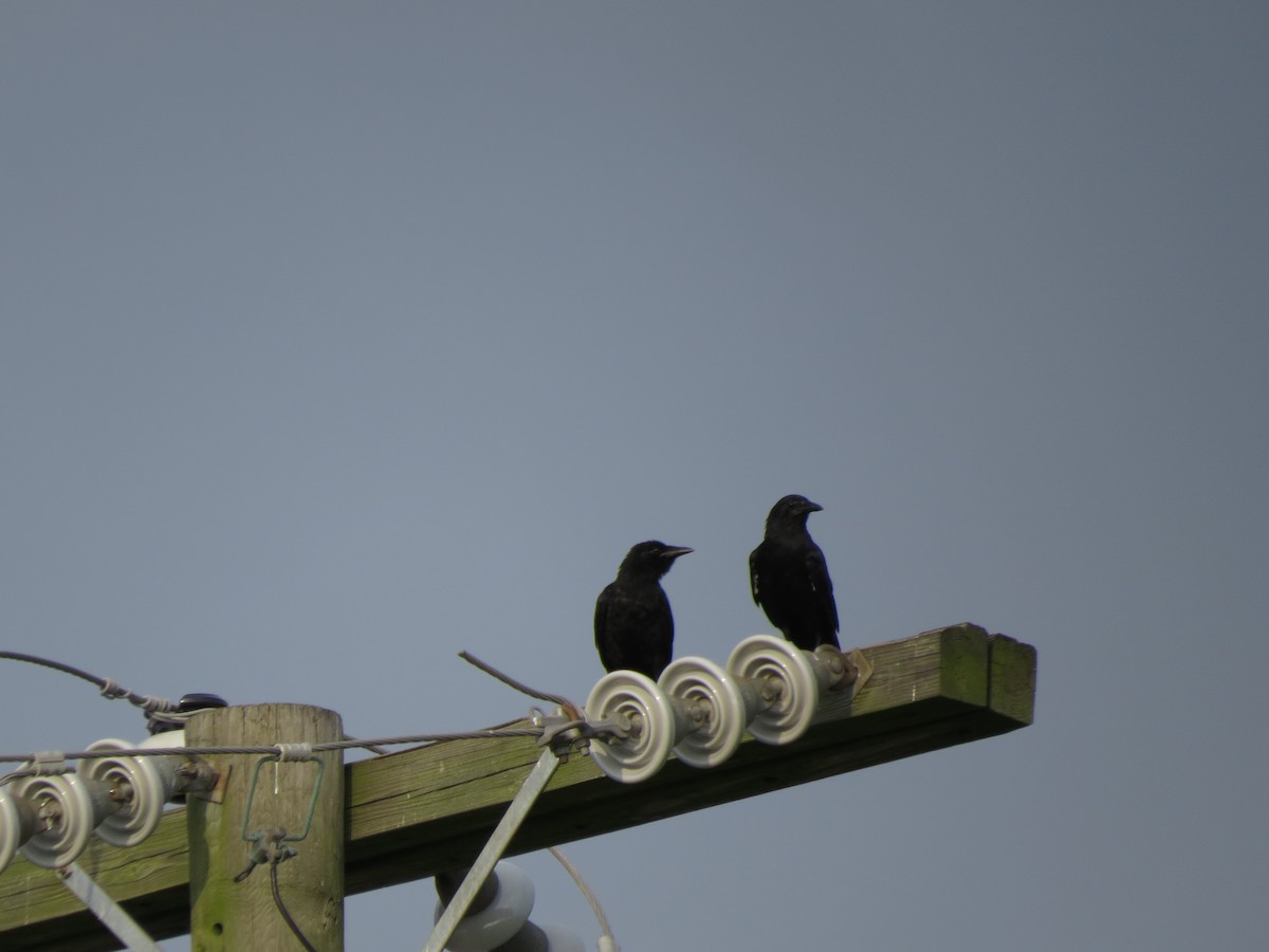 American Crow - ML66551161